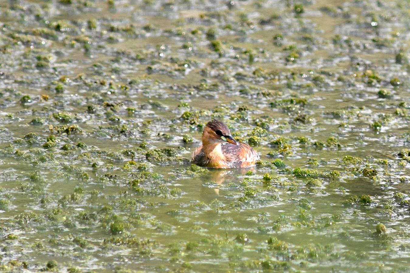 Zampullín común en la Charca de Suárez