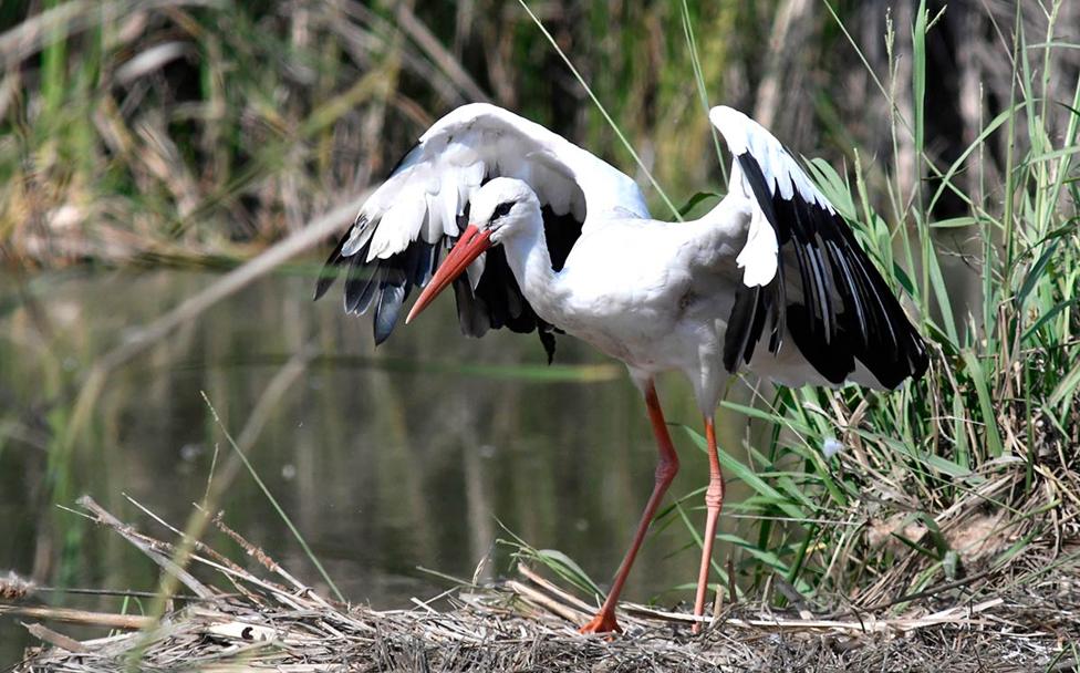 Cigüeña, especie de paso postnupcial, en la Charca de Suárez de Motril, el Día de las Aves