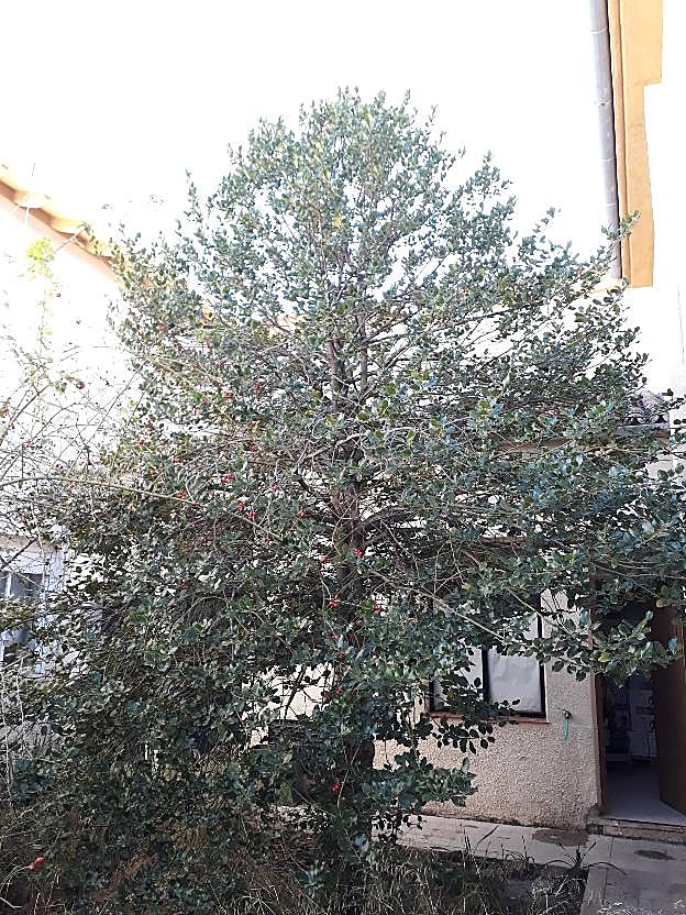 Acebo que los docentes quieren preservar en el centro. 