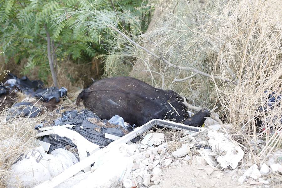 Una vecina de Casería de Montijo localizó al animal muerto, tirado entre arbustos en un terraplén próximo a la Puerta de los Guzmanes