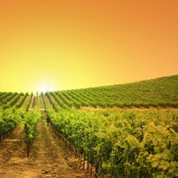 Jaén produce más vino y de mejor calidad
