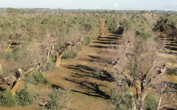 CSIC y el sector del olivar aúnan fuerzas para luchar contra la 'Xylella fastidiosa'