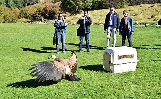 Liberados en el entorno de Sierra Nevada un buitre leonado y un cernícalo tratados en el CREA de Pinos Genil