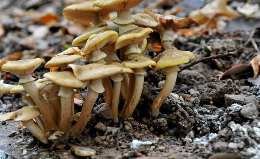 Seta parásita, Armillaria maera