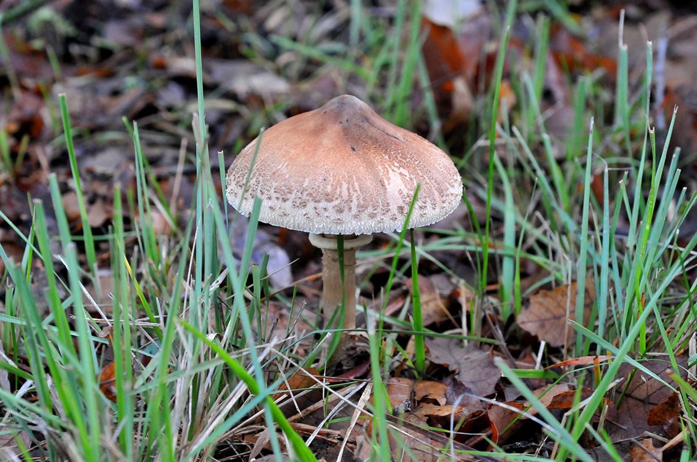 Apagador. Macroceliota procera, llega a tener un gran tamaño. Coloniza bosques y prados. Muy apreciada