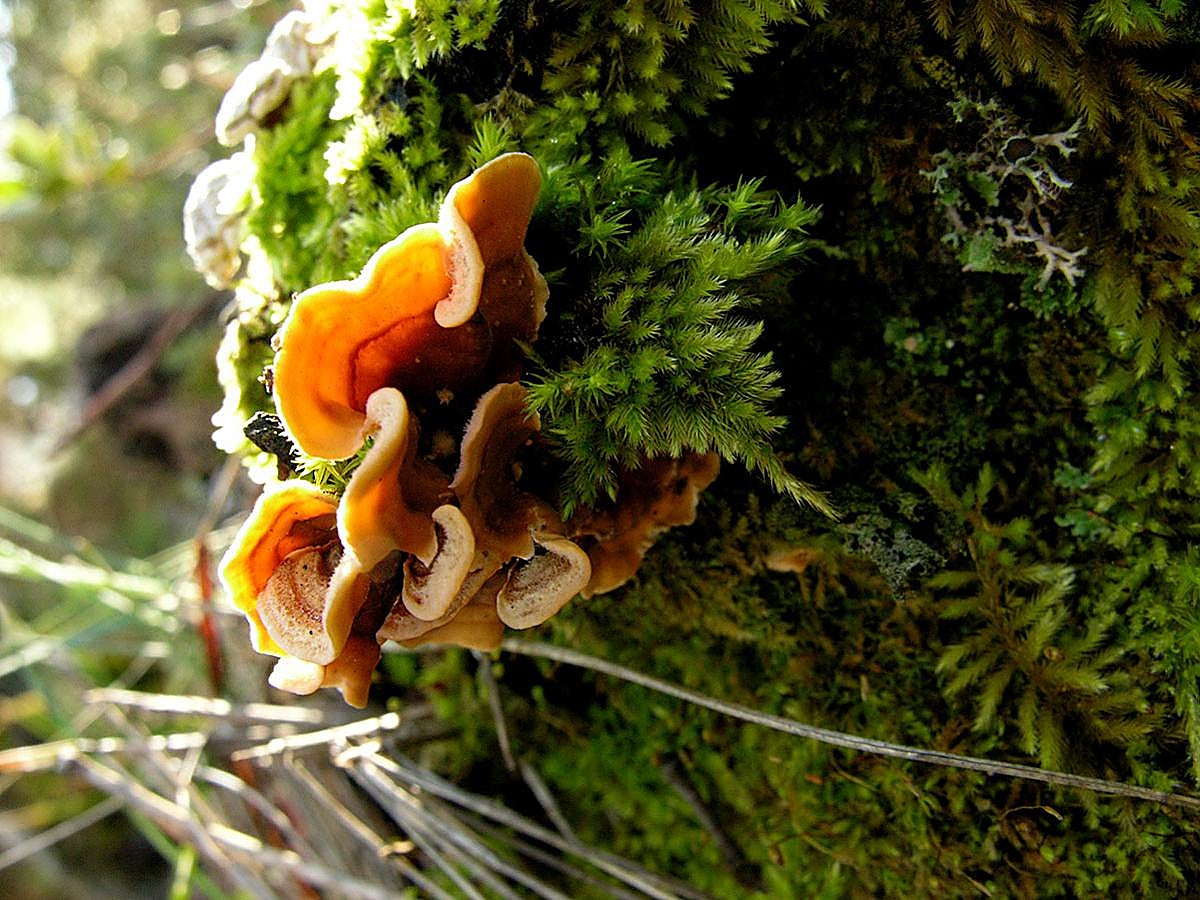 Falsa cola de pavo. Stereum hirsutum, es una seta que parasita árboles en todas las épocas.