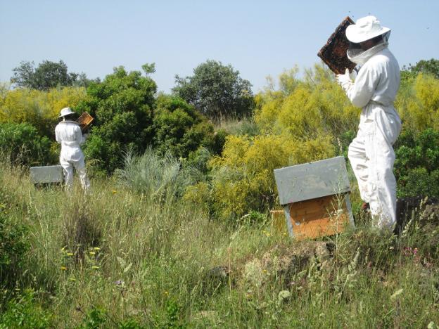 Apicultores en tareas de recolección de miel.