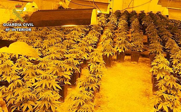 Intervenidas más de 8.000 plantas de marihuana en Granada con 29 investigados en el mes de octubre