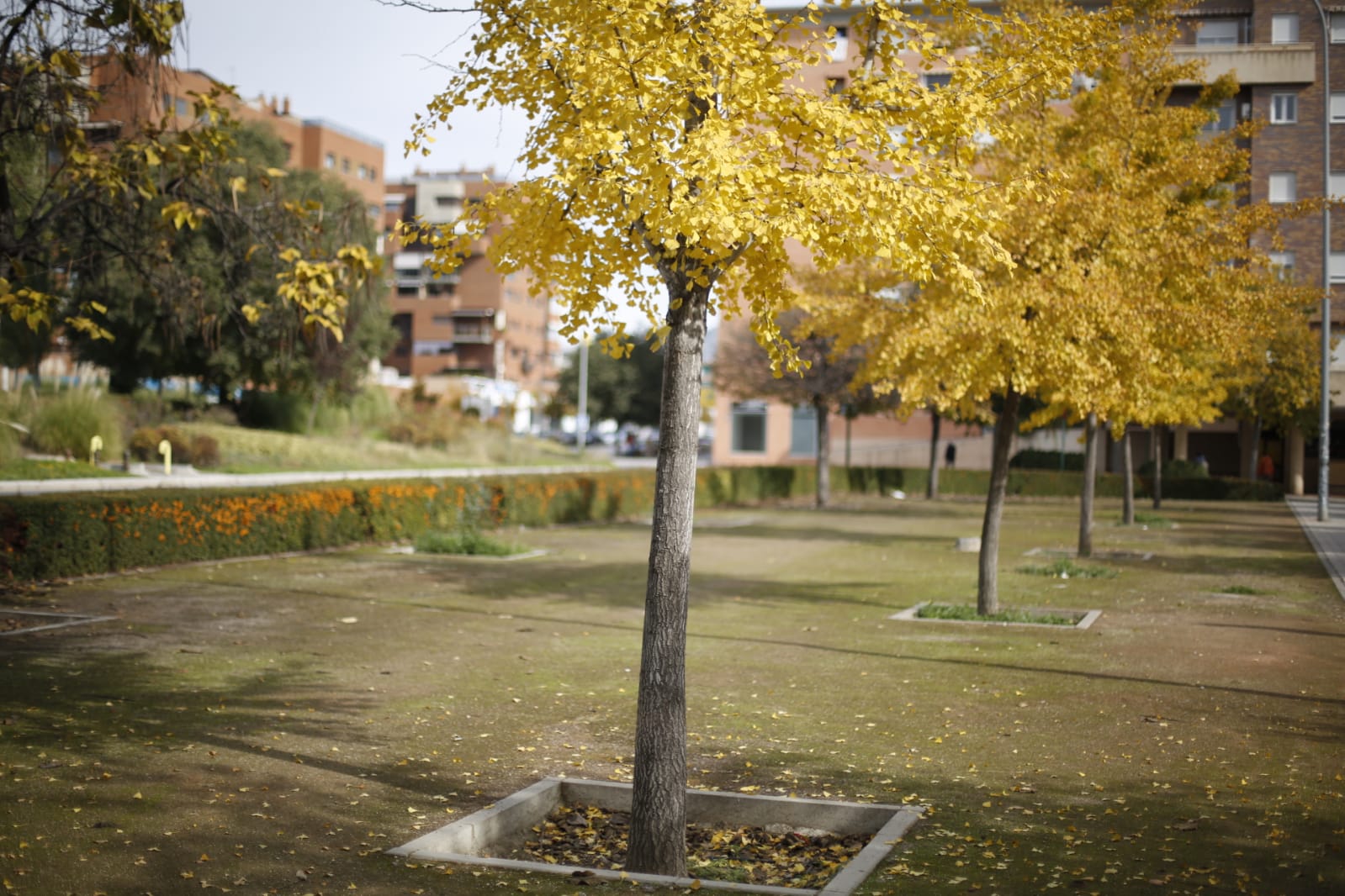 La capital luce por sus calles la estampa clásica del otoño que amarillea sus árboles