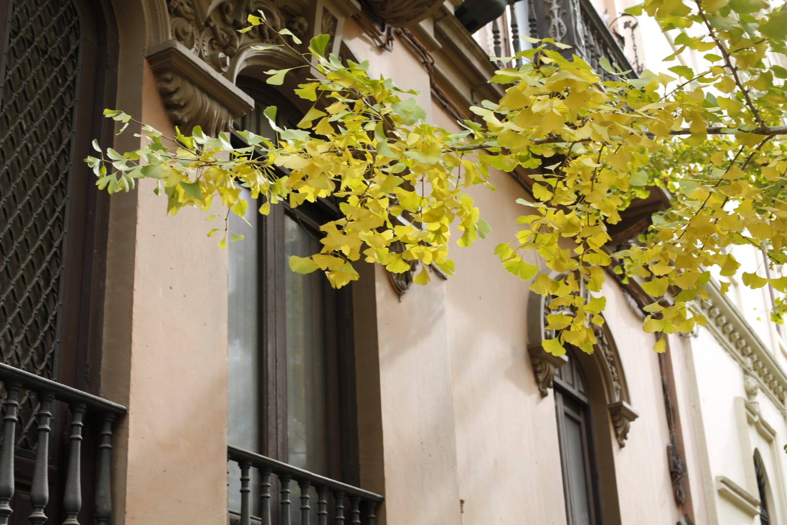 La capital luce por sus calles la estampa clásica del otoño que amarillea sus árboles
