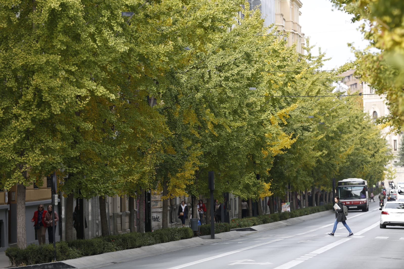 La capital luce por sus calles la estampa clásica del otoño que amarillea sus árboles