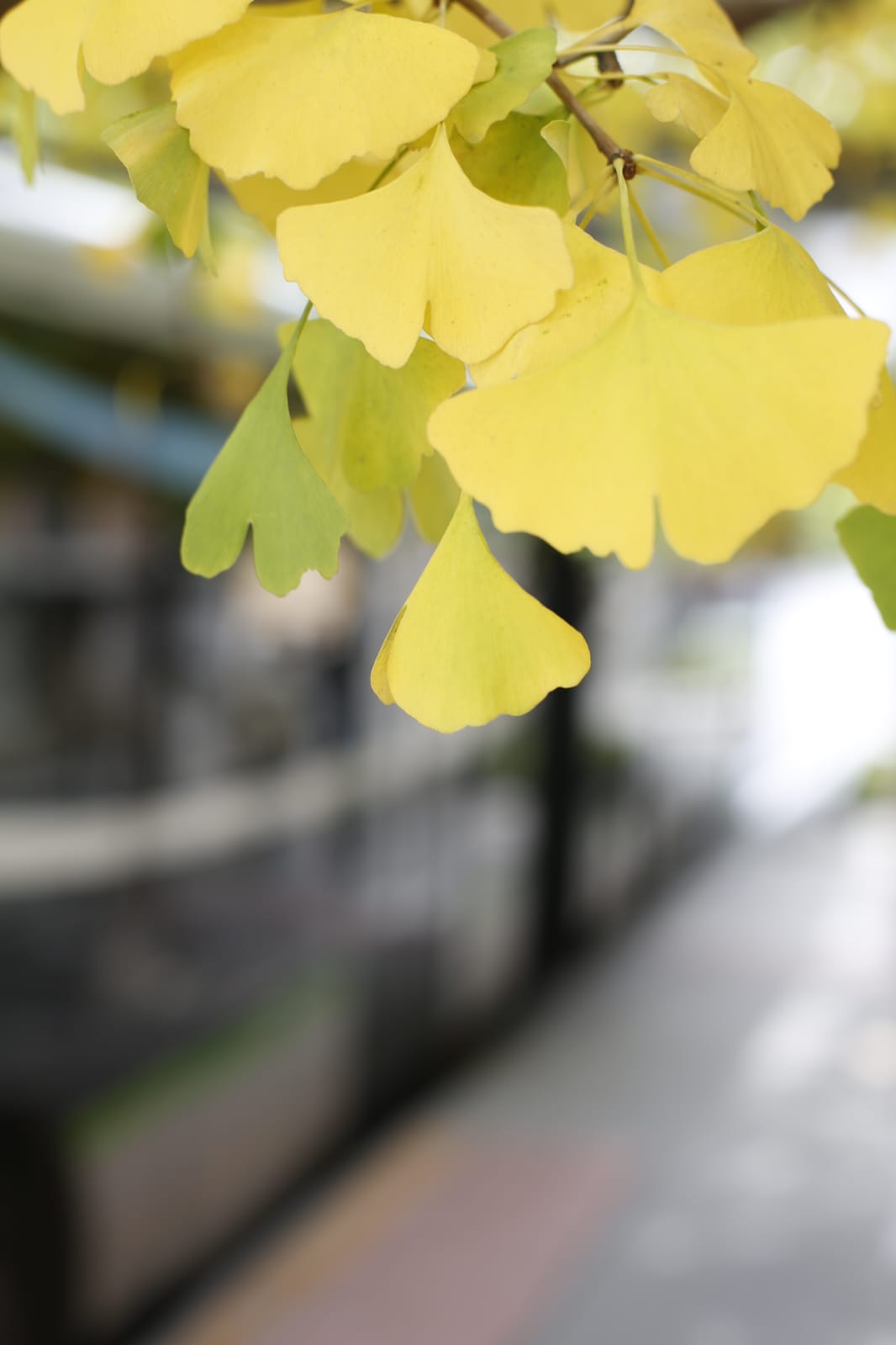 La capital luce por sus calles la estampa clásica del otoño que amarillea sus árboles