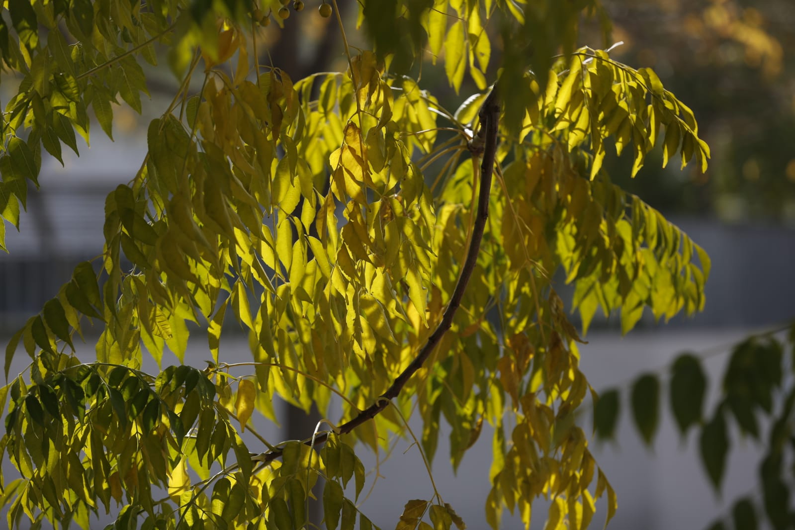 La capital luce por sus calles la estampa clásica del otoño que amarillea sus árboles