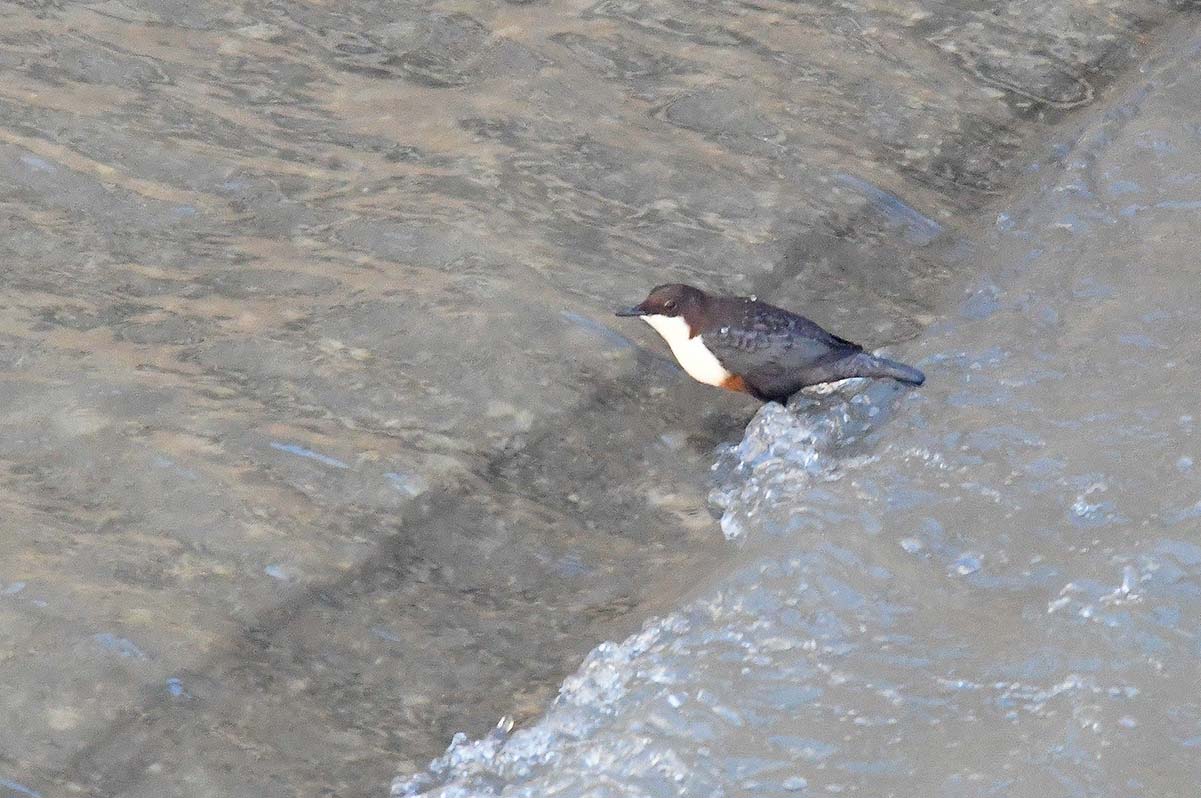 Un pequeño mirlo acuático entre el lecho de hormigón del Genil junto al Palacio de Congresos