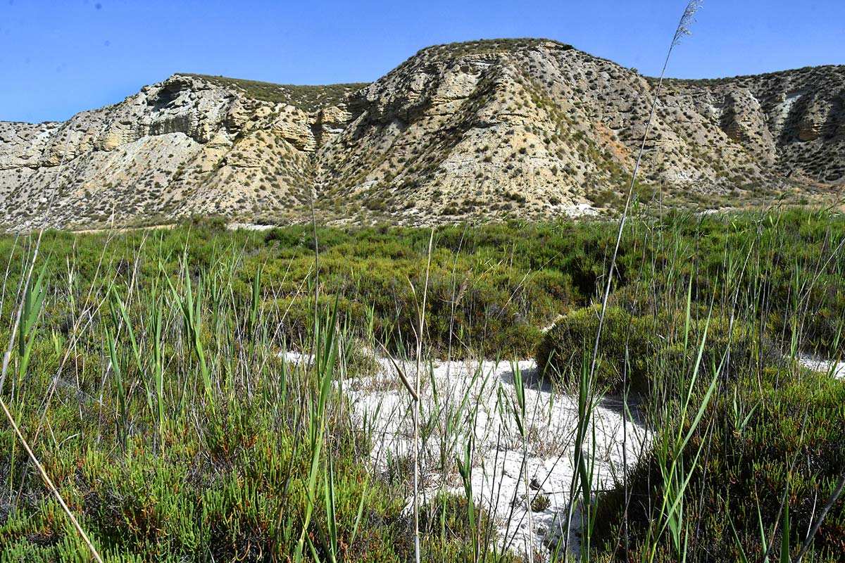 Espacios áridos en el noreste de Granada, el saladar de Cúllar