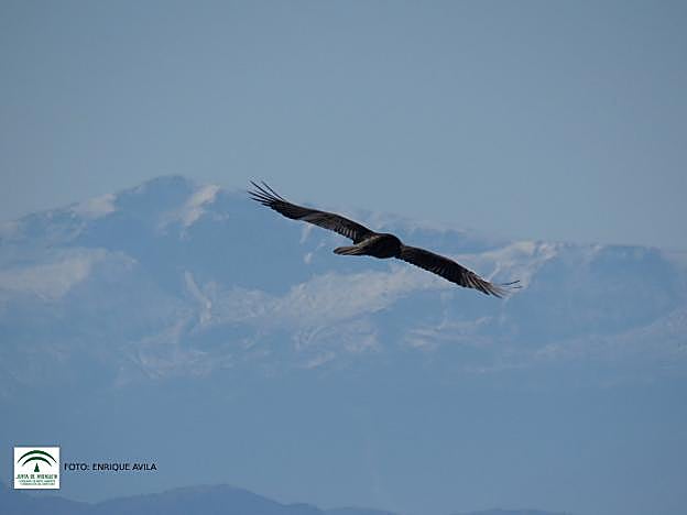 Un ejemplar de quebrantahuesos, en vuelo.