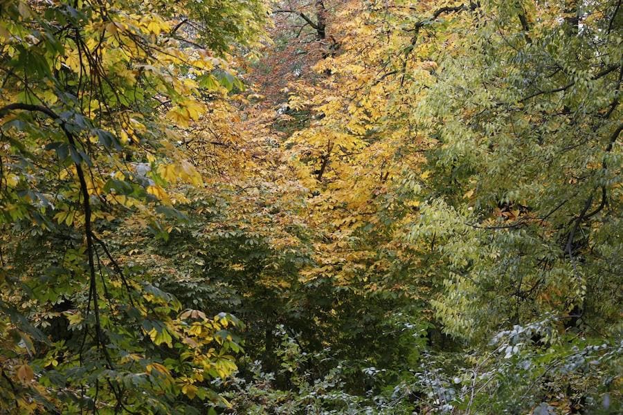 En estos días, los visitantes del bosque de la Alhambra pueden disfrutar de una estampa típica del otoño. Un gran manto de hojas caídas de los árboles se extiende sobre bancos, caminos, escaleras y entre los mismos árboles. El frío que cada vez es más patente y la lluvia han hecho que los árboles se muestren cada día más desnudos, para dejar en el suelo las hojas que nacieron con la primavera. Estampas que hacen más bello el bosque de la Alhambra. 