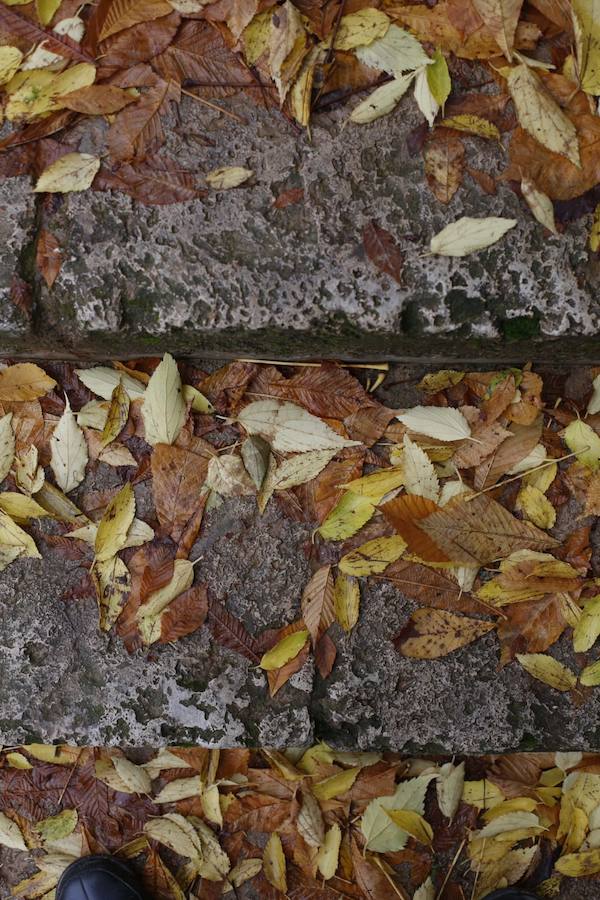 En estos días, los visitantes del bosque de la Alhambra pueden disfrutar de una estampa típica del otoño. Un gran manto de hojas caídas de los árboles se extiende sobre bancos, caminos, escaleras y entre los mismos árboles. El frío que cada vez es más patente y la lluvia han hecho que los árboles se muestren cada día más desnudos, para dejar en el suelo las hojas que nacieron con la primavera. Estampas que hacen más bello el bosque de la Alhambra. 