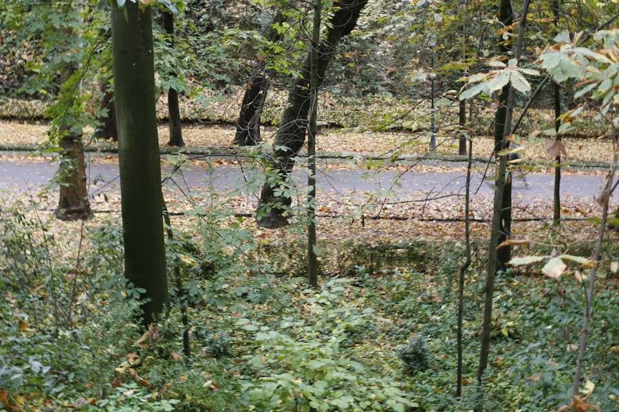 En estos días, los visitantes del bosque de la Alhambra pueden disfrutar de una estampa típica del otoño. Un gran manto de hojas caídas de los árboles se extiende sobre bancos, caminos, escaleras y entre los mismos árboles. El frío que cada vez es más patente y la lluvia han hecho que los árboles se muestren cada día más desnudos, para dejar en el suelo las hojas que nacieron con la primavera. Estampas que hacen más bello el bosque de la Alhambra. 