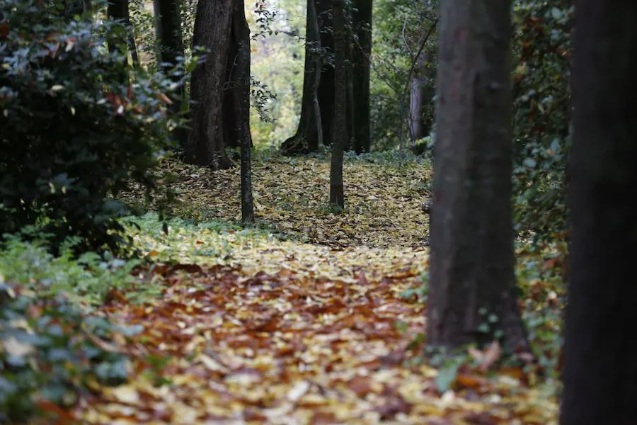 En estos días, los visitantes del bosque de la Alhambra pueden disfrutar de una estampa típica del otoño. Un gran manto de hojas caídas de los árboles se extiende sobre bancos, caminos, escaleras y entre los mismos árboles. El frío que cada vez es más patente y la lluvia han hecho que los árboles se muestren cada día más desnudos, para dejar en el suelo las hojas que nacieron con la primavera. Estampas que hacen más bello el bosque de la Alhambra. 