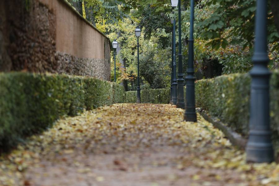 En estos días, los visitantes del bosque de la Alhambra pueden disfrutar de una estampa típica del otoño. Un gran manto de hojas caídas de los árboles se extiende sobre bancos, caminos, escaleras y entre los mismos árboles. El frío que cada vez es más patente y la lluvia han hecho que los árboles se muestren cada día más desnudos, para dejar en el suelo las hojas que nacieron con la primavera. Estampas que hacen más bello el bosque de la Alhambra. 