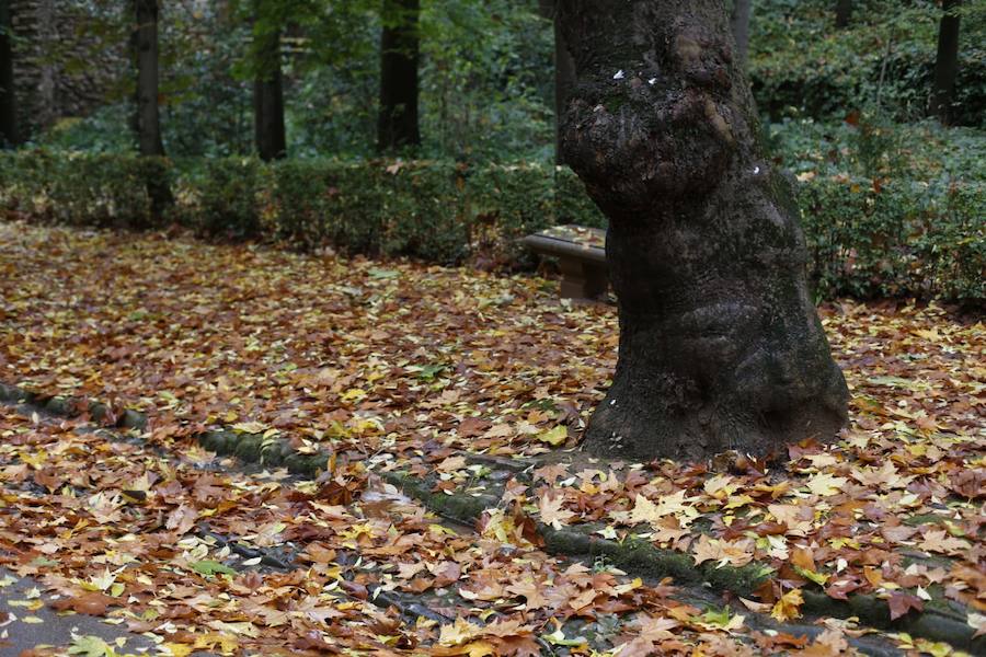 En estos días, los visitantes del bosque de la Alhambra pueden disfrutar de una estampa típica del otoño. Un gran manto de hojas caídas de los árboles se extiende sobre bancos, caminos, escaleras y entre los mismos árboles. El frío que cada vez es más patente y la lluvia han hecho que los árboles se muestren cada día más desnudos, para dejar en el suelo las hojas que nacieron con la primavera. Estampas que hacen más bello el bosque de la Alhambra. 