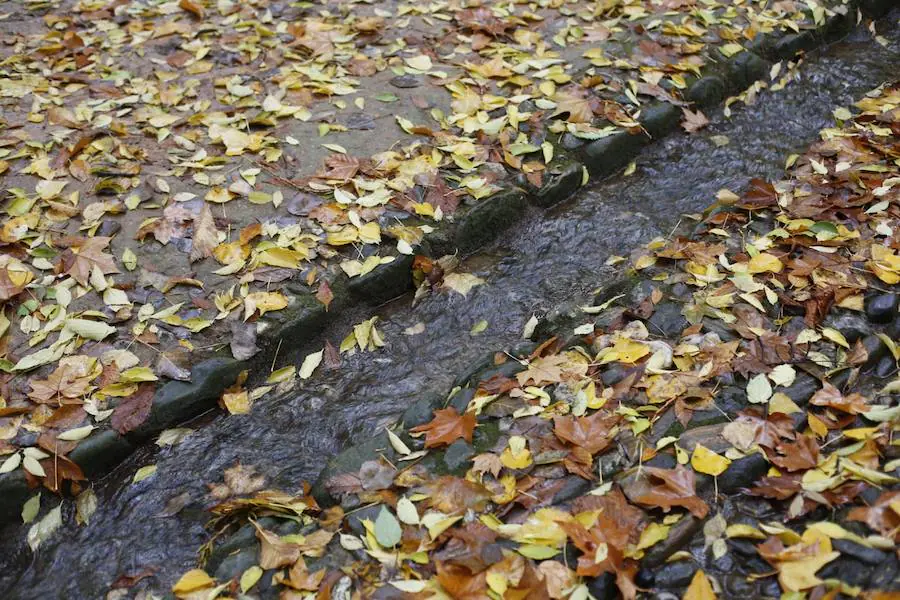 En estos días, los visitantes del bosque de la Alhambra pueden disfrutar de una estampa típica del otoño. Un gran manto de hojas caídas de los árboles se extiende sobre bancos, caminos, escaleras y entre los mismos árboles. El frío que cada vez es más patente y la lluvia han hecho que los árboles se muestren cada día más desnudos, para dejar en el suelo las hojas que nacieron con la primavera. Estampas que hacen más bello el bosque de la Alhambra. 