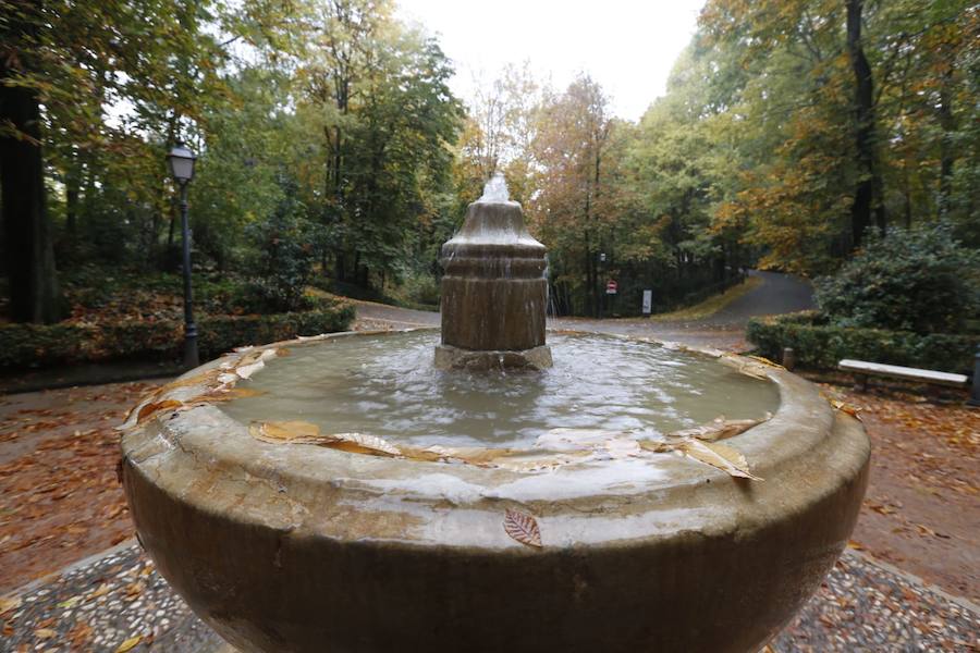 En estos días, los visitantes del bosque de la Alhambra pueden disfrutar de una estampa típica del otoño. Un gran manto de hojas caídas de los árboles se extiende sobre bancos, caminos, escaleras y entre los mismos árboles. El frío que cada vez es más patente y la lluvia han hecho que los árboles se muestren cada día más desnudos, para dejar en el suelo las hojas que nacieron con la primavera. Estampas que hacen más bello el bosque de la Alhambra. 