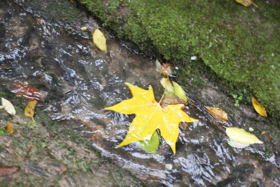 En estos días, los visitantes del bosque de la Alhambra pueden disfrutar de una estampa típica del otoño. Un gran manto de hojas caídas de los árboles se extiende sobre bancos, caminos, escaleras y entre los mismos árboles. El frío que cada vez es más patente y la lluvia han hecho que los árboles se muestren cada día más desnudos, para dejar en el suelo las hojas que nacieron con la primavera. Estampas que hacen más bello el bosque de la Alhambra. 