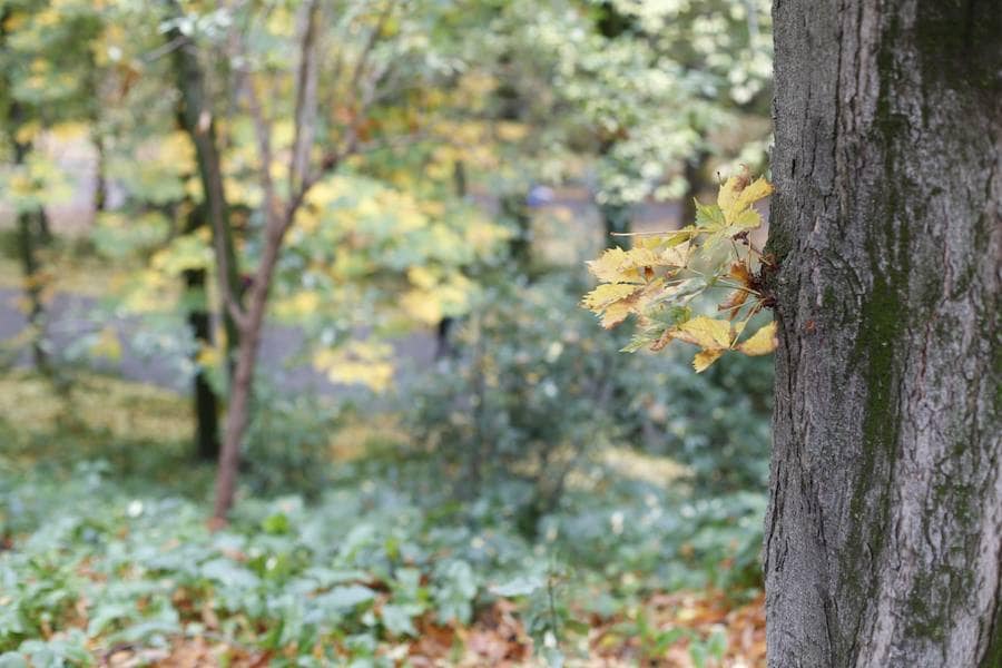 En estos días, los visitantes del bosque de la Alhambra pueden disfrutar de una estampa típica del otoño. Un gran manto de hojas caídas de los árboles se extiende sobre bancos, caminos, escaleras y entre los mismos árboles. El frío que cada vez es más patente y la lluvia han hecho que los árboles se muestren cada día más desnudos, para dejar en el suelo las hojas que nacieron con la primavera. Estampas que hacen más bello el bosque de la Alhambra. 