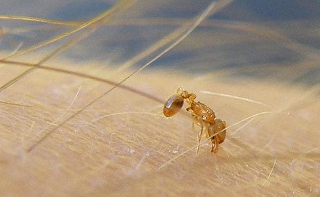 Llega a España la hormiga de fuego que pica a los humanos y deja ciegos a los animales: detectada en Andalucía