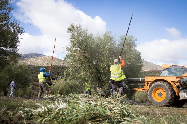 Los trabajadores del campo, los que menos ingresos laborales declararon el año pasado. 