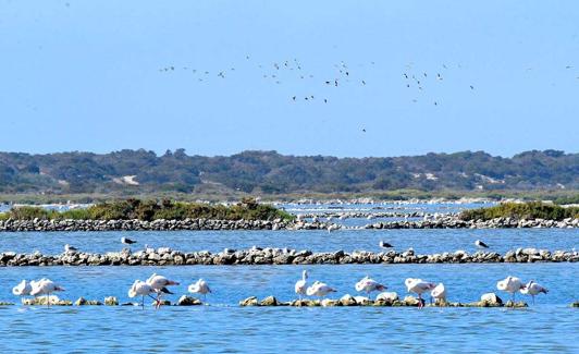 UN sistema de dunas móviles se extiende entre la playa y las alinas 