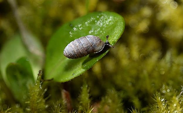 Orculella aragonica entre briofitos (musgos) 