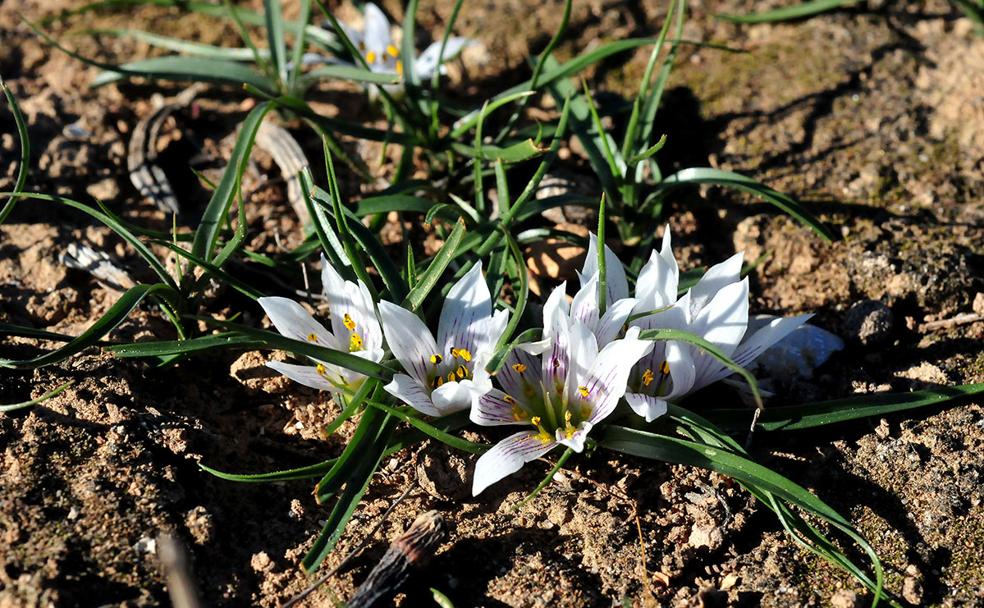 Grupo de flores de Androcymbium europaeum en pleno azufaifar de las Amoladeras de Almería 