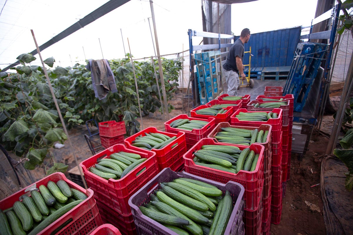Los productores de pepino llevan diez días vendiendo por debajo de los costes de producción 