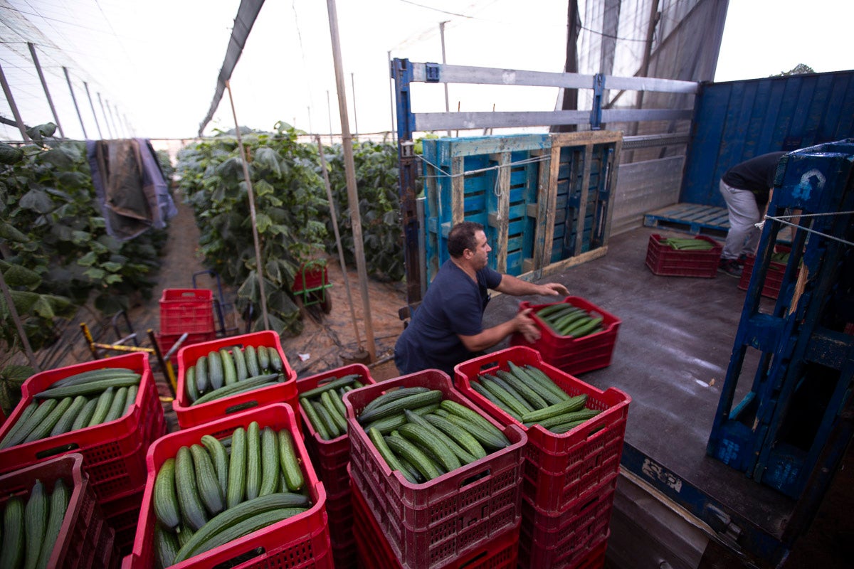 Los productores de pepino llevan diez días vendiendo por debajo de los costes de producción 
