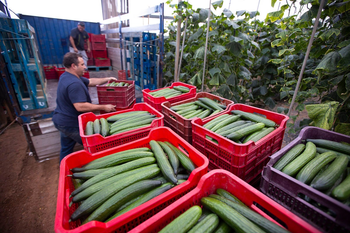 Los productores de pepino llevan diez días vendiendo por debajo de los costes de producción 