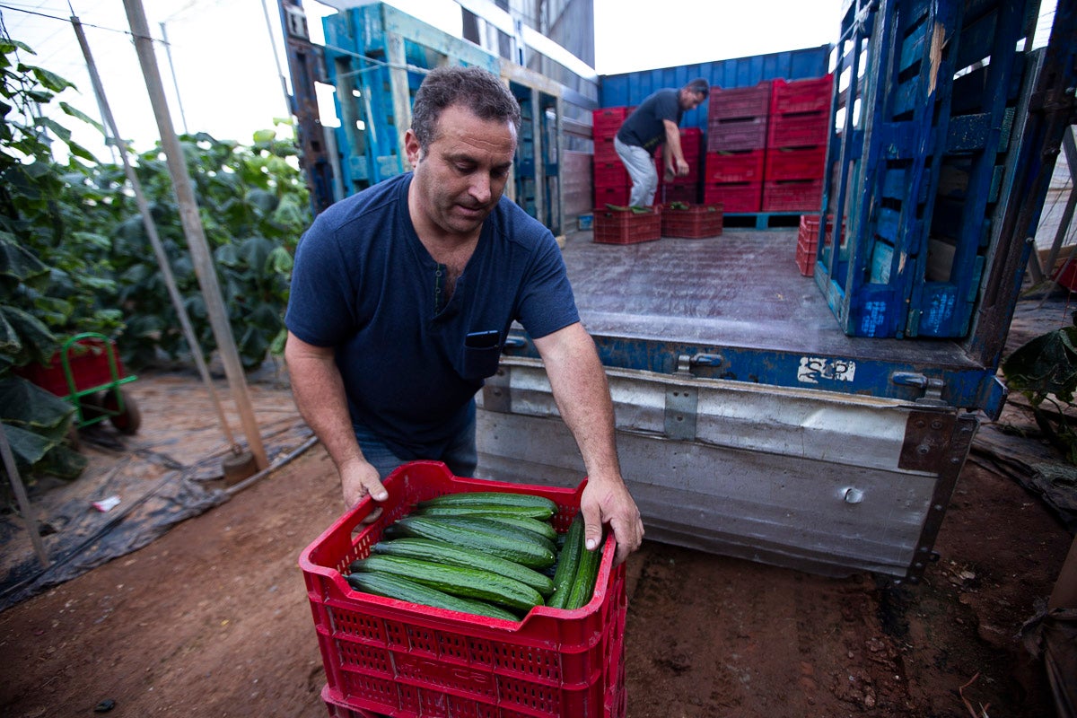 Los productores de pepino llevan diez días vendiendo por debajo de los costes de producción 