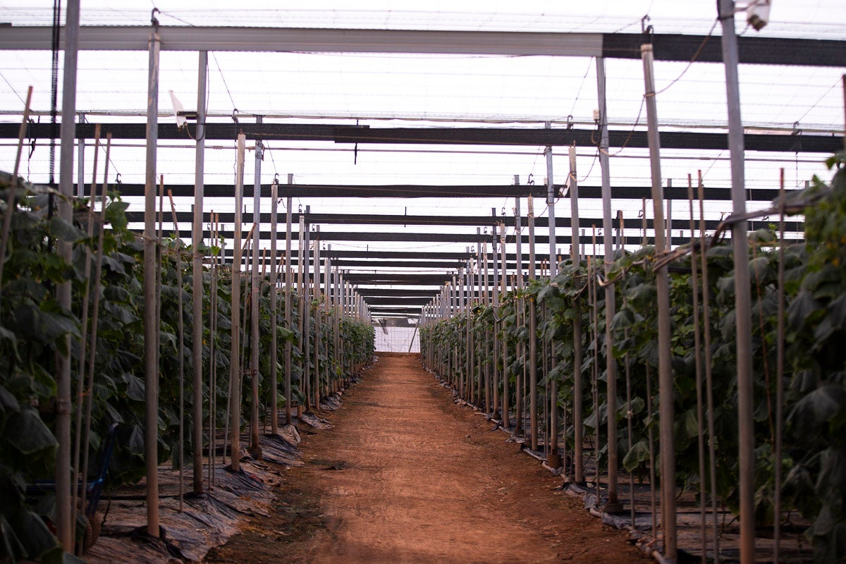 Los productores de pepino llevan diez días vendiendo por debajo de los costes de producción 