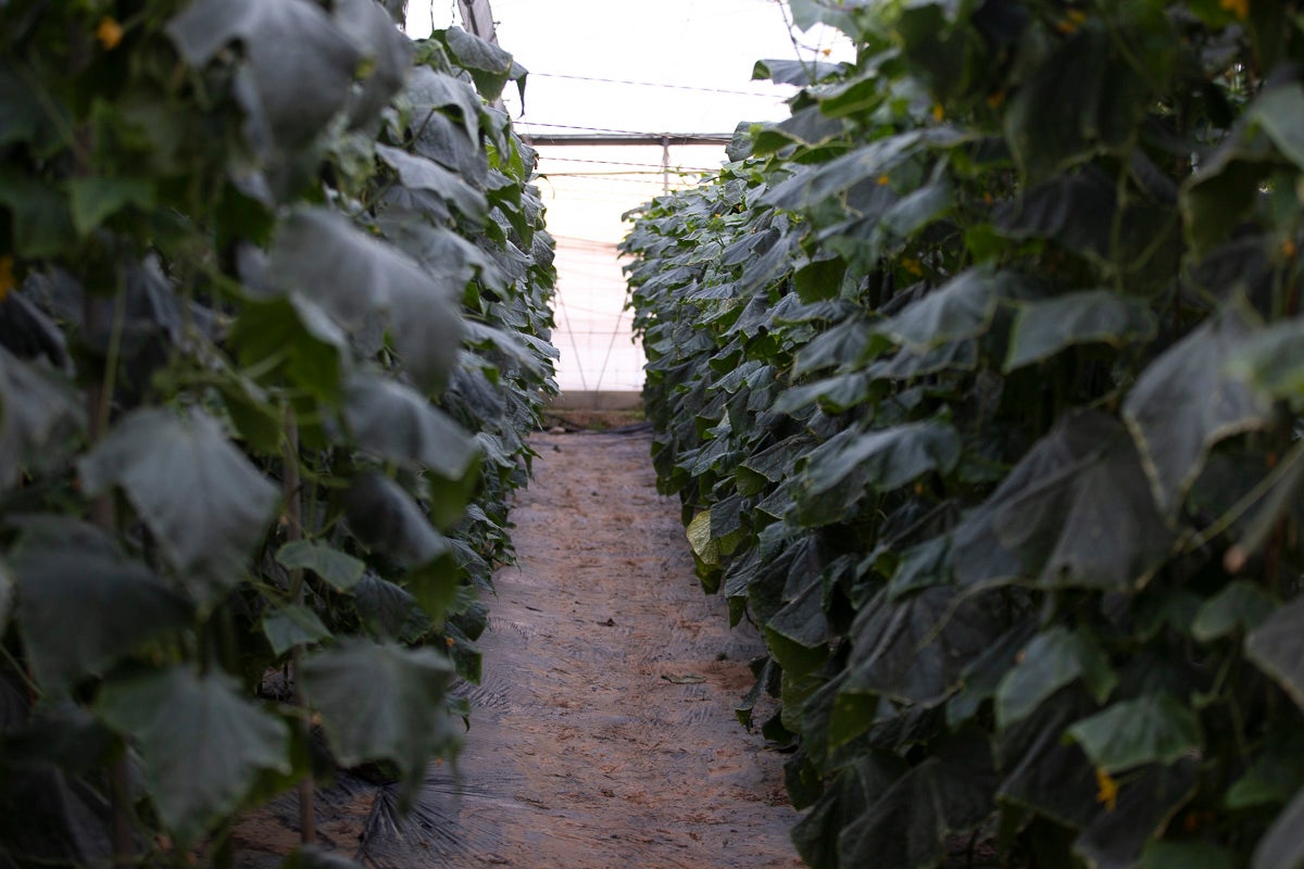 Los productores de pepino llevan diez días vendiendo por debajo de los costes de producción 