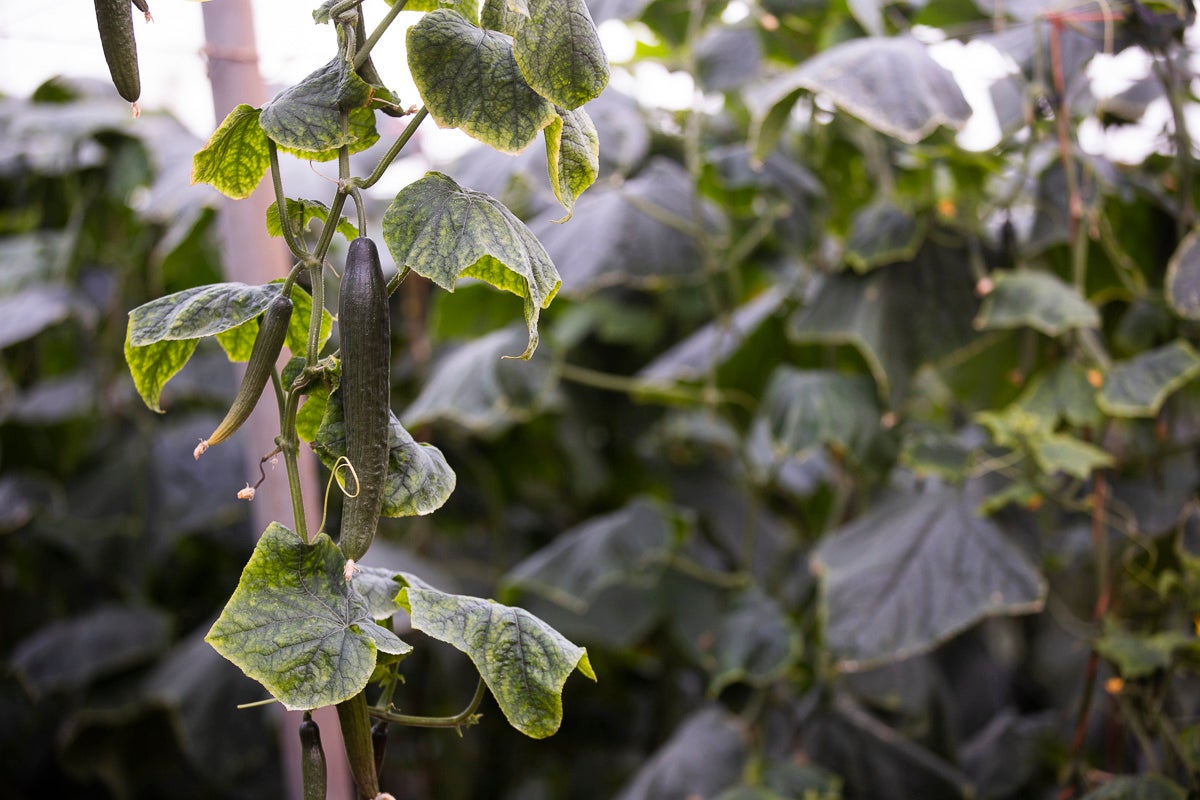 Los productores de pepino llevan diez días vendiendo por debajo de los costes de producción 