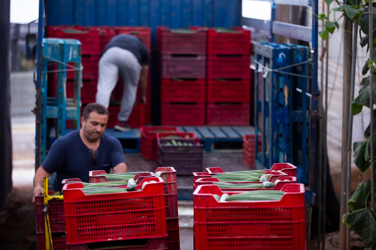 Los productores de pepino llevan diez días vendiendo por debajo de los costes de producción 