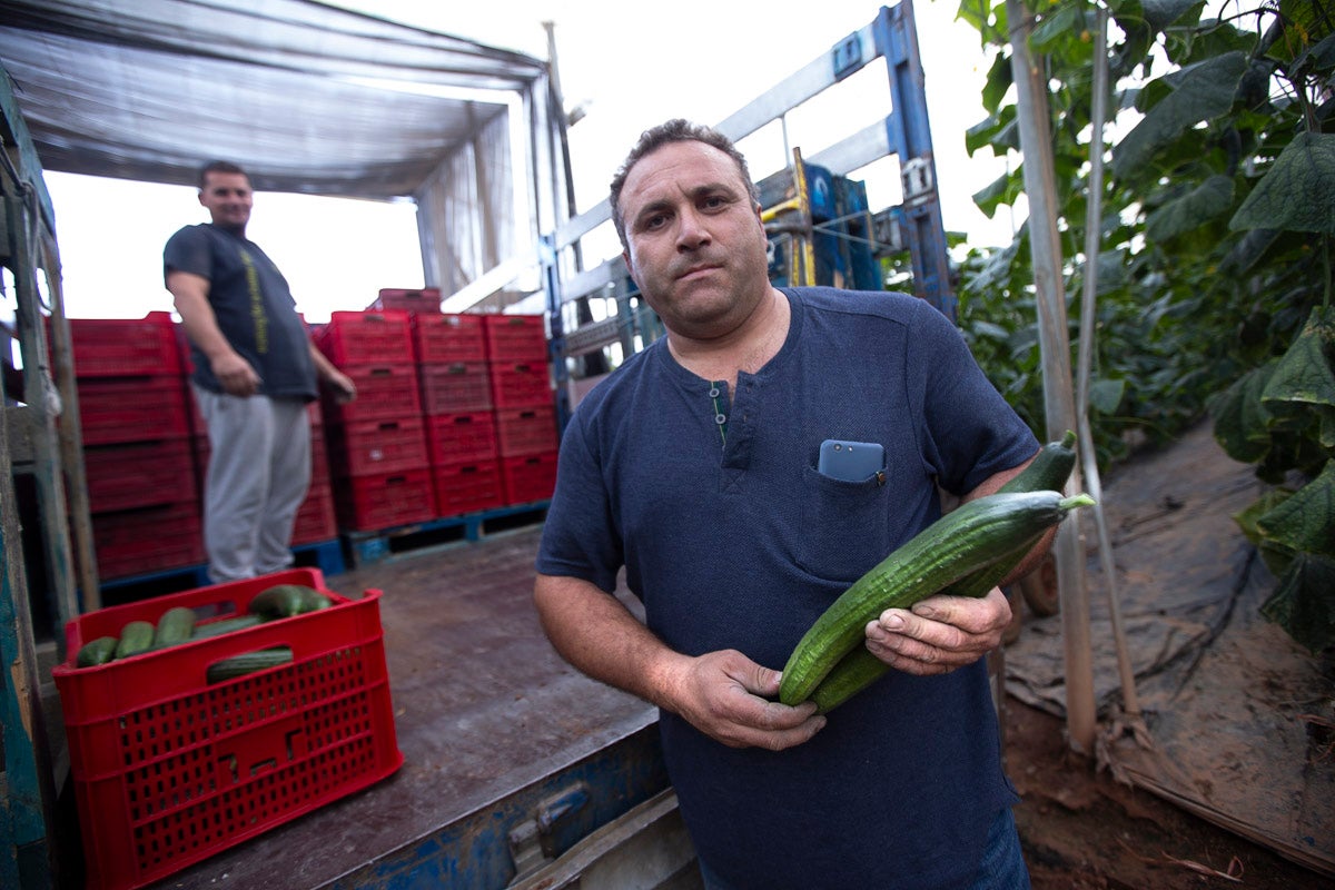 Los productores de pepino llevan diez días vendiendo por debajo de los costes de producción 