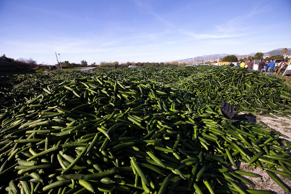 Confían en que la destrucción del producto tenga sus efectos y los precios suban porque ahora «les está costando el dinero» 