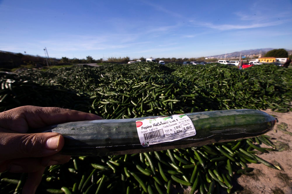 Confían en que la destrucción del producto tenga sus efectos y los precios suban porque ahora «les está costando el dinero» 