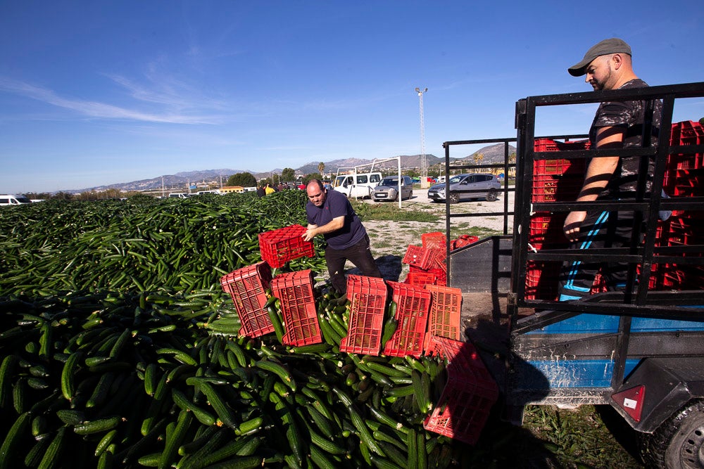 Confían en que la destrucción del producto tenga sus efectos y los precios suban porque ahora «les está costando el dinero» 