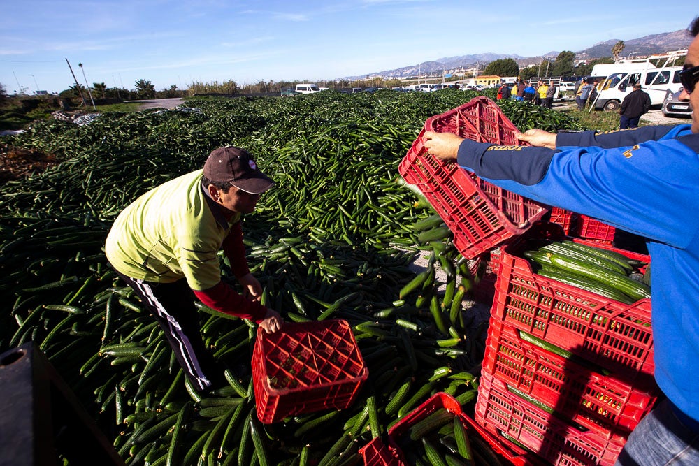 Confían en que la destrucción del producto tenga sus efectos y los precios suban porque ahora «les está costando el dinero» 