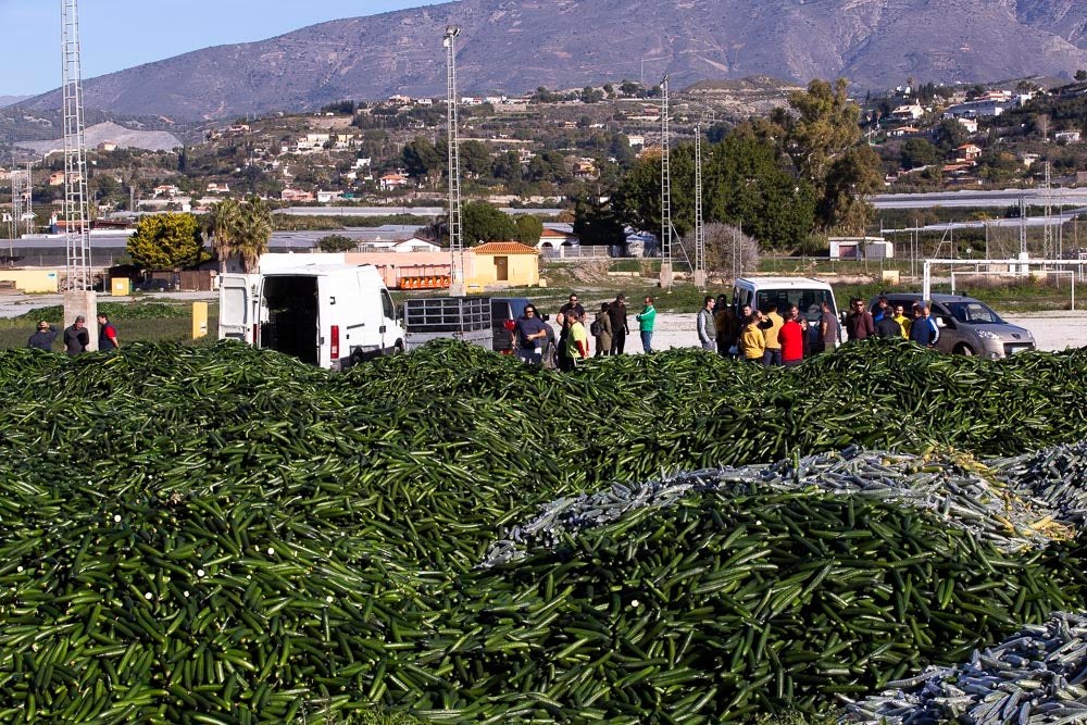 Confían en que la destrucción del producto tenga sus efectos y los precios suban porque ahora «les está costando el dinero» 