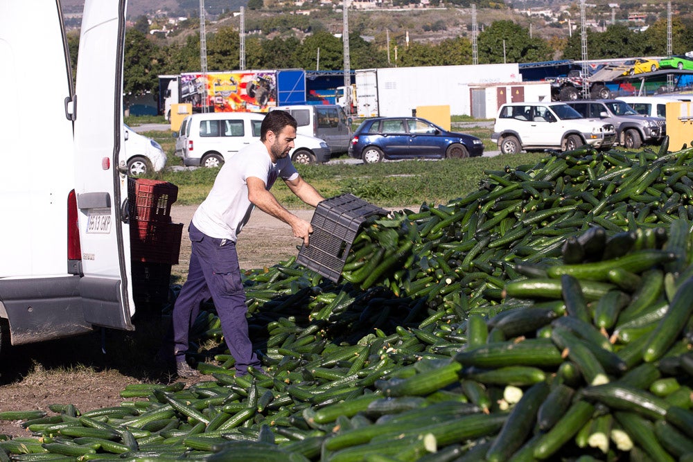 Confían en que la destrucción del producto tenga sus efectos y los precios suban porque ahora «les está costando el dinero» 
